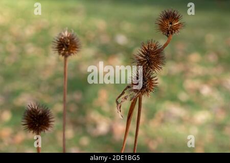 Makroansicht von trockenen violetten Blütenköpfen (Echinacea purpurea) Wildblumenköpfen (Zapfen) in einem sonnigen Spätherbstgarten, mit defokussiertem Hintergrund. Stockfoto