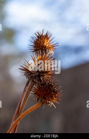 Makroansicht von trockenen violetten Blütenköpfen (Echinacea purpurea) Wildblumenköpfen (Zapfen) in einem sonnigen Spätherbstgarten, mit defokussiertem Hintergrund. Stockfoto