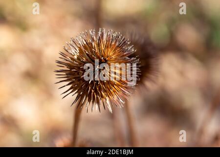 Makroansicht von trockenen violetten Blütenköpfen (Echinacea purpurea) Wildblumenköpfen (Zapfen) in einem sonnigen Spätherbstgarten, mit defokussiertem Hintergrund. Stockfoto