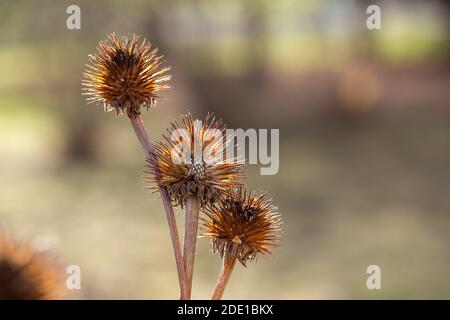 Makroansicht von trockenen violetten Blütenköpfen (Echinacea purpurea) Wildblumenköpfen (Zapfen) in einem sonnigen Spätherbstgarten, mit defokussiertem Hintergrund. Stockfoto