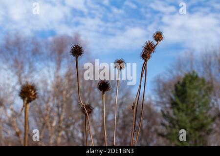 Makroansicht von trockenen violetten Blütenköpfen (Echinacea purpurea) Wildblumenköpfen (Zapfen) in einem sonnigen Spätherbstgarten, mit defokussiertem Hintergrund. Stockfoto