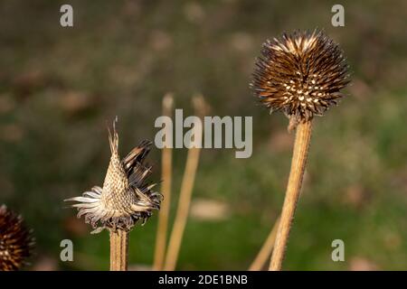 Makroansicht von trockenen violetten Blütenköpfen (Echinacea purpurea) Wildblumenköpfen (Zapfen) in einem sonnigen Spätherbstgarten, mit defokussiertem Hintergrund. Stockfoto