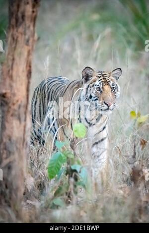 Der Bengaltiger (Panthera tigris tigris) stammt aus dem indischen Subkontinent. Stockfoto