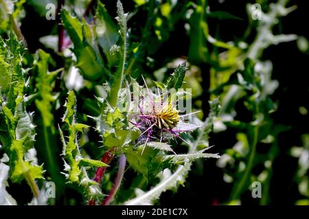 Blüten von St. Benedict's Kraut, schöne Distel, heilige Distel oder gesegnete Distel - Cnicus benedictus im Sommer, Bayern, Deutschland Stockfoto