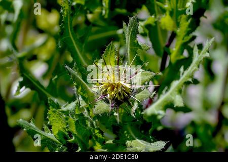 Blüten von St. Benedict's Kraut, schöne Distel, heilige Distel oder gesegnete Distel - Cnicus benedictus im Sommer, Bayern, Deutschland Stockfoto