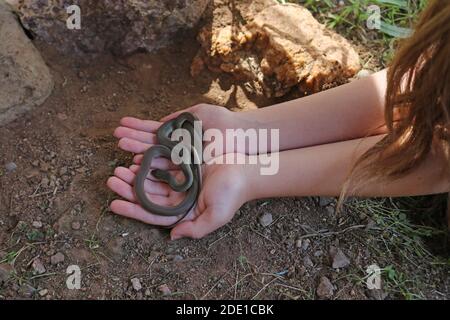 WESTERN Yellow-bellied Racer Snake (Coluber Constrictor mormon) in den Händen des Mädchens Stockfoto