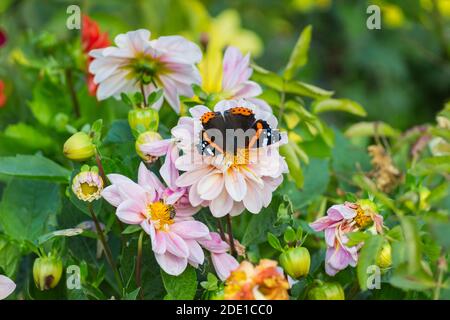 Ein wunderschöner Schmetterling sitzt auf einer rosa Blume in einem Stadtgarten. Stockfoto