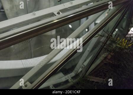 Seattle, USA. November 2020. Spät am Abend zertrümmerten die Fenster an den Amazonas-Sphären von einem Protest in der Nacht zuvor. Stockfoto