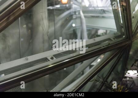 Seattle, USA. November 2020. Spät am Abend zertrümmerten die Fenster an den Amazonas-Sphären von einem Protest in der Nacht zuvor. Stockfoto