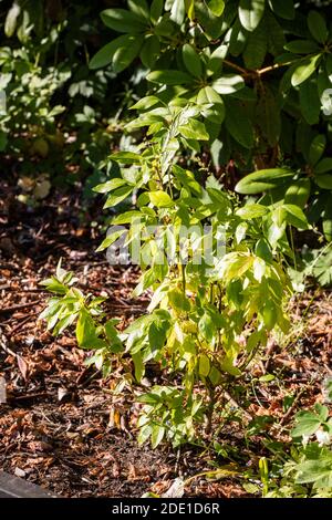 'Polaris' Blaubeere, Amerikansk blåbär (Vaccinium corymbosum) Stockfoto