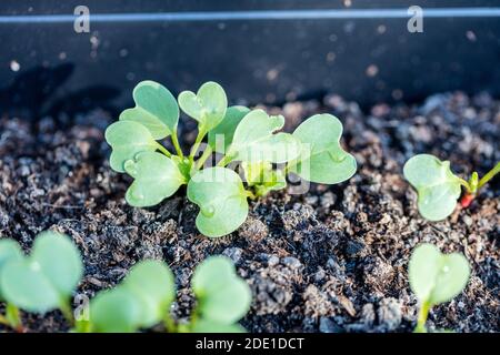 'Cherry Belle' Radish, Rädisa (Raphanus sativus) Stockfoto