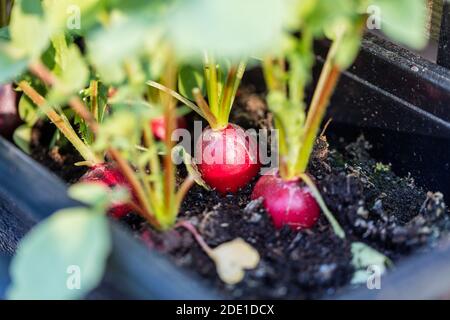 'Cherry Belle' Radish, Rädisa (Raphanus sativus) Stockfoto