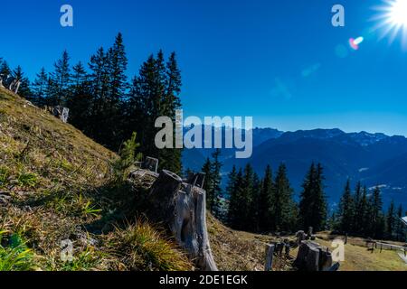 Im Schutzwald über Bartholomäberg wachsen junge Tannen neben den verwitterten Wurzelstöcken. You receive Kraft from the Alten. Jung und alt gben halt. Stockfoto