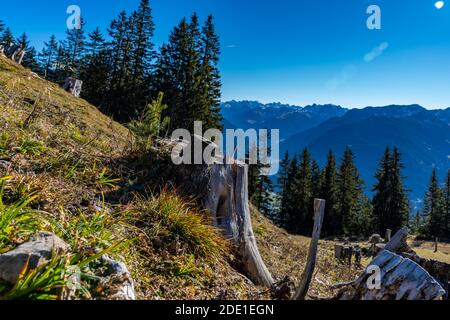 Im Schutzwald über Bartholomäberg wachsen junge Tannen neben den verwitterten Wurzelstöcken. You receive Kraft from the Alten. Jung und alt gben halt. Stockfoto