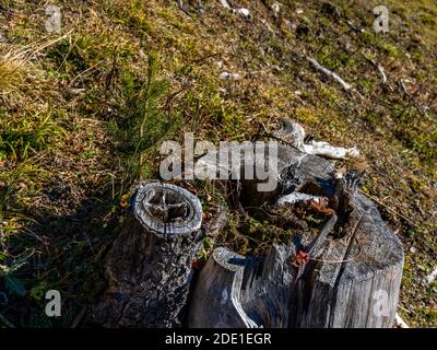 Im Schutzwald über Bartholomäberg wachsen junge Tannen neben den verwitterten Wurzelstöcken. You receive Kraft from the Alten. Jung und alt gben halt. Stockfoto