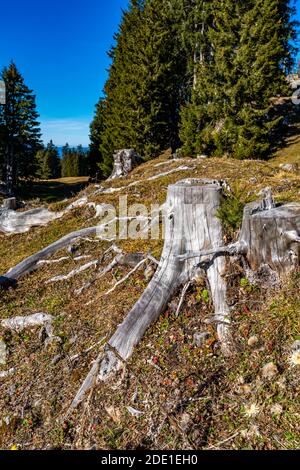 Im Schutzwald über Bartholomäberg wachsen junge Tannen neben den verwitterten Wurzelstöcken. You receive Kraft from the Alten. Jung und alt gben halt. Stockfoto