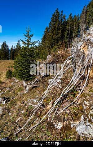 Im Schutzwald über Bartholomäberg wachsen junge Tannen neben den verwitterten Wurzelstöcken. You receive Kraft from the Alten. Jung und alt gben halt. Stockfoto