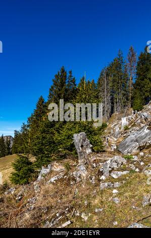 Im Schutzwald über Bartholomäberg wachsen junge Tannen neben den verwitterten Wurzelstöcken. You receive Kraft from the Alten. Jung und alt gben halt. Stockfoto