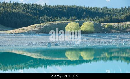 Bäume spiegeln sich im klaren Wasser des Pukaki-Sees, Südinsel, Neuseeland Stockfoto