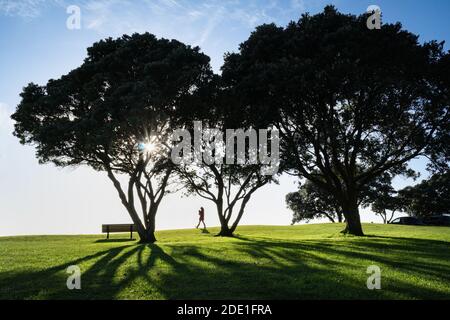 Pohutukawa Bäume mit langen Schatten am Morgen, Frau hält einen Hund und Spaziergang zwischen den Bäumen im Milford Beach Reserve Stockfoto