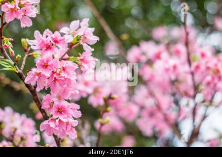 Kirschblüten in einem Garten in Taipeh, Taiwan Stockfoto