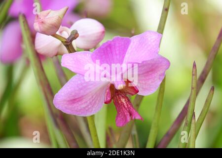 Nahaufnahme Bild der schönen vanda douglas lila Orchidee mit Verwackelte Hintergrundunschärfe Stockfoto