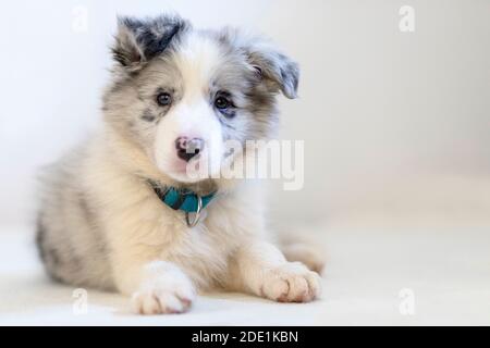 Nahaufnahme eines Border Collie Blue Merle Welpen liegen Drinnen auf weißer Decke vor weißem Hintergrund Stockfoto