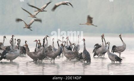 Kraniche in den Morgennebel auf dem See, einige von ihnen auf den Futterplatz verlassen.Bory Tucholskie Nationalpark im Herbst.Polen im september.Horizont Stockfoto