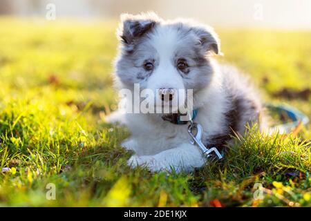 Nahaufnahme eines Border Collie Blue Merle Welpen liegen Draußen Stockfoto