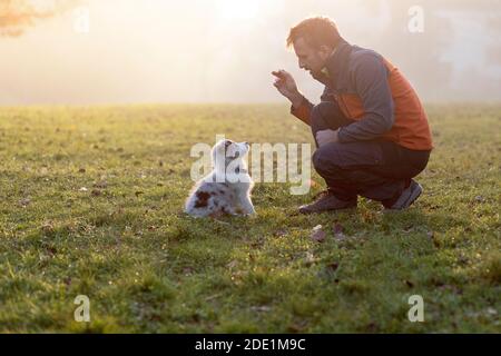 Mann, der einen Border Collie blau Merle Welpen zum Sitzen trainiert Stockfoto