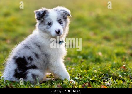 Blue Merle Border Collie Welpe sitzt auf dem Gras Stockfoto