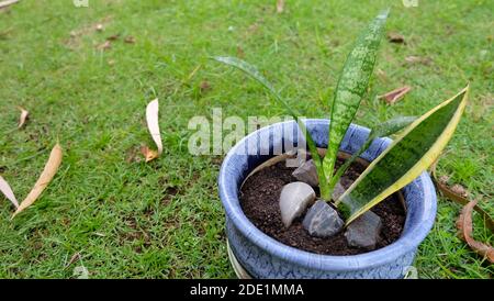 Schlangenpflanze mit einem alten Blatt und neu vermehrten jungen grünen Blättern, in einem blauen Topf, auf einem grünen Rasen platziert. Stockfoto