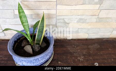 Schlangenpflanze mit einem alten Blatt und neu vermehrten jungen grünen Blättern, in einem blauen Topf, platziert auf einem Holztisch, mit Steinwand im Hintergrund. Stockfoto