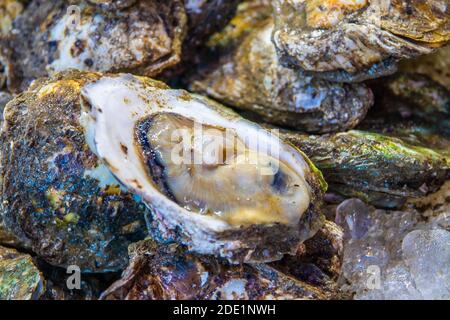 Frische Austern Meeresfrüchte aus Thailand Stockfoto