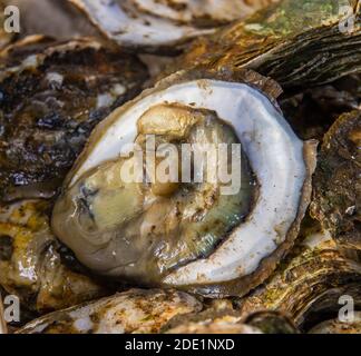 Frische Austern Meeresfrüchte aus Thailand Stockfoto