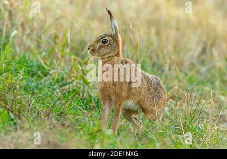 Braunhase, Wissenschaftlicher Name Lepus Europaeus. Nahaufnahme eines großen braunen Hasses, der in einem Feld nach links zeigt. Hintergrundbeleuchtetes Bild. Querformat, Copyspace. Stockfoto