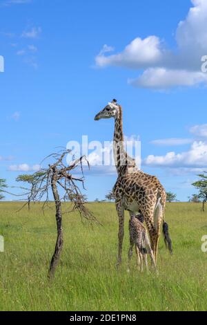 Giraffe (Giraffa camelopardalis) Mutter mit Kalbtrunker, Masai Mara, Kenia. Stockfoto
