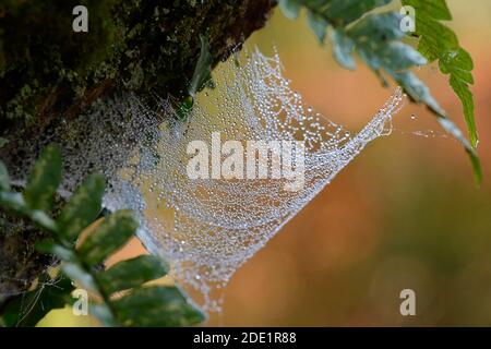 Spinnen Netz im Wald mit Herbstfarbe Stockfoto