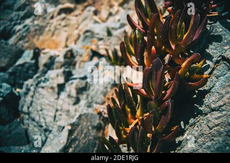 Detail von einigen saftigen grünen und rötlichen Blättern des carpobrotus Wächst auf einem Wandstein, der von Sonnenlicht beleuchtet wird Stockfoto