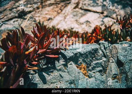 Detail von einigen saftigen, rötlichen Blättern des carpobrotus, die weiter wachsen Ein felsiger Hang, der von Sonnenlicht beleuchtet wird Stockfoto