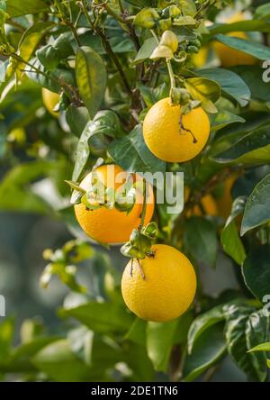 Orangen auf einem Baum. Andalusien, Spanien. Stockfoto