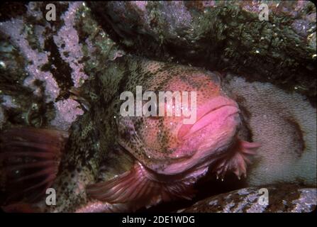 Lumpsucker (Cyclopterus lumpus) bewacht Eier, Großbritannien. Stockfoto