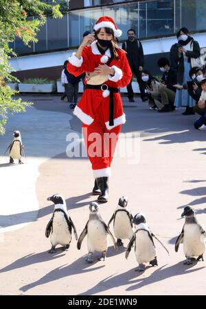 Yokohama, Japan. November 2020. Pinguine gehen mit einem Trainer in Santa-Kostüm als Teil der Weihnachtsveranstaltung im Hakkeijima Sea Paradise Aquarium in Yokohama, Vorort von Tokio am Samstag, 28. November 2020. Die Show wird täglich stattfinden, um Besucher bis zum Weihnachtstag anzuziehen. Quelle: Yoshio Tsunoda/AFLO/Alamy Live News Stockfoto