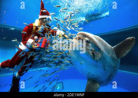 Yokohama, Japan. November 2020. Ein Taucher in Santa Kostüm füttert einen Mondfisch in einem großen Aquarium als Teil der Weihnachtsveranstaltung im Hakkeijima Sea Paradise Aquarium in Yokohama, Vorort von Tokio am Samstag, 28. November 2020. Die Show wird täglich stattfinden, um Besucher bis zum Weihnachtstag anzuziehen. Quelle: Yoshio Tsunoda/AFLO/Alamy Live News Stockfoto