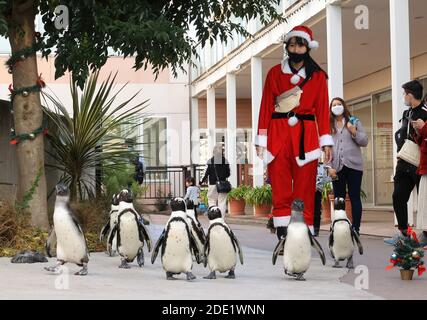 Yokohama, Japan. November 2020. Pinguine gehen mit einem Trainer in Santa-Kostüm als Teil der Weihnachtsveranstaltung im Hakkeijima Sea Paradise Aquarium in Yokohama, Vorort von Tokio am Samstag, 28. November 2020. Die Show wird täglich stattfinden, um Besucher bis zum Weihnachtstag anzuziehen. Quelle: Yoshio Tsunoda/AFLO/Alamy Live News Stockfoto