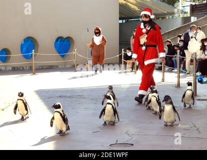 Yokohama, Japan. November 2020. Pinguine gehen mit einem Trainer in Santa-Kostüm als Teil der Weihnachtsveranstaltung im Hakkeijima Sea Paradise Aquarium in Yokohama, Vorort von Tokio am Samstag, 28. November 2020. Die Show wird täglich stattfinden, um Besucher bis zum Weihnachtstag anzuziehen. Quelle: Yoshio Tsunoda/AFLO/Alamy Live News Stockfoto