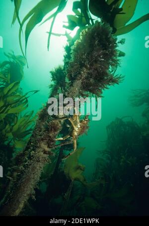 Große Spinnenkrabbe (Hyas araneus), die einen Kelp stipe klettert, Großbritannien. Stockfoto