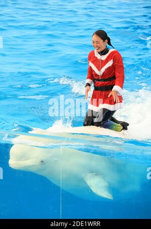 Yokohama, Japan. November 2020. Eine Trainerin im Santa-Kostüm lächelt, als sie im Rahmen der Weihnachtsfeier am Samstag, den 28. November 2020, im Hakkeijima Sea Paradise Aquarium in Yokohama, einem Vorort Tokios, einen Beluga in einem großen Aquarium reitet. Die Show wird täglich stattfinden, um Besucher bis zum Weihnachtstag anzuziehen. Quelle: Yoshio Tsunoda/AFLO/Alamy Live News Stockfoto