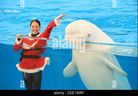 Yokohama, Japan. November 2020. Ein Trainer im Weihnachtsmann-Kostüm lächelt mit einem Beluga in einem großen Aquarium als Teil der Weihnachtsveranstaltung im Hakkeijima Sea Paradise Aquarium in Yokohama, Vorort von Tokio am Samstag, 28. November 2020. Die Show wird täglich stattfinden, um Besucher bis zum Weihnachtstag anzuziehen. Quelle: Yoshio Tsunoda/AFLO/Alamy Live News Stockfoto