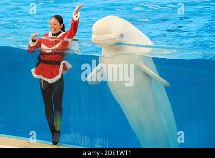 Yokohama, Japan. November 2020. Ein Trainer im Weihnachtsmann-Kostüm lächelt mit einem Beluga in einem großen Aquarium als Teil der Weihnachtsveranstaltung im Hakkeijima Sea Paradise Aquarium in Yokohama, Vorort von Tokio am Samstag, 28. November 2020. Die Show wird täglich stattfinden, um Besucher bis zum Weihnachtstag anzuziehen. Quelle: Yoshio Tsunoda/AFLO/Alamy Live News Stockfoto